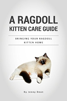A Ragdoll Kitten Care Guide